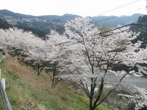 吉野川では桜が見ごろ