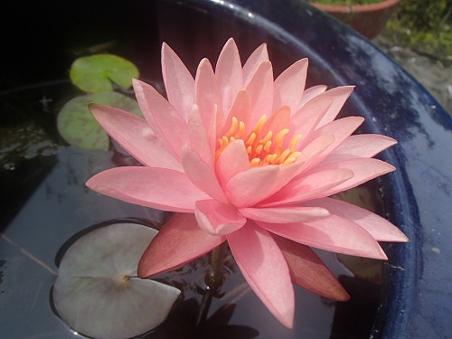 ベースに咲いた蓮の花